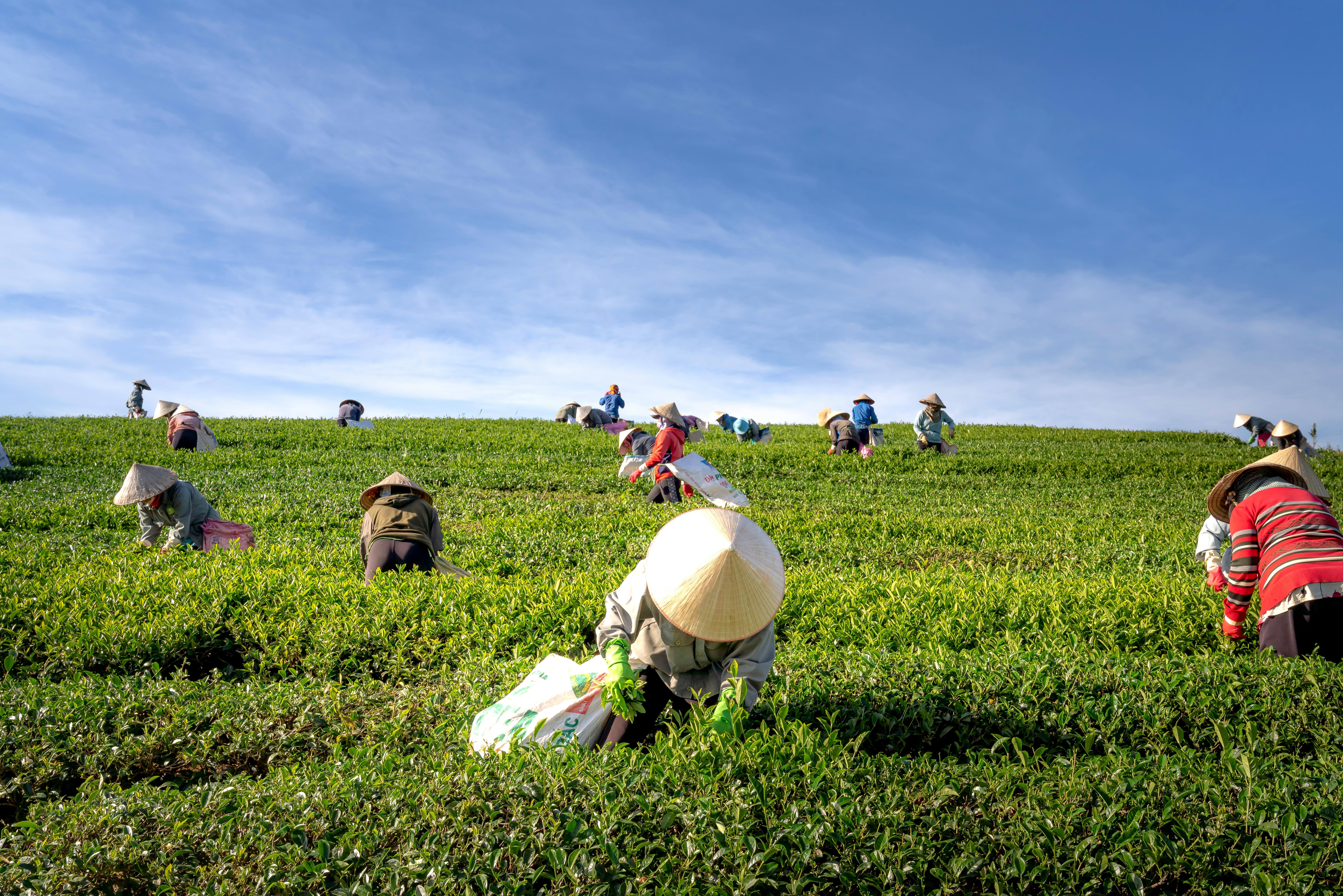 Farmer-Centric Model